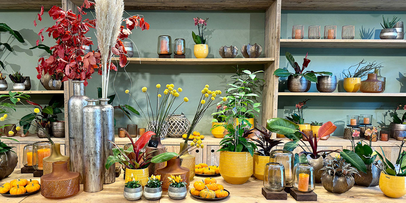 Wohnaccessoires Pflanzen und Dekoration kaufen im Blumen Paradies Zimmerpflanzen Deko und Vasen kaufen Rothers Blumen Paradies
